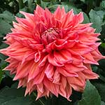 AC FBG Dahlia Tubers For Sale