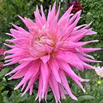 AC Roskelley Dahlia Tubers For Sale