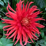 Allen's Country Roads Dahlia Tubers For Sale