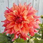Belle Of Barmera Dahlia Tubers For Sale