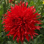 Bloomquist Cayson Dahlia Tubers For Sale