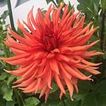 Ernst Hilscher Dahlia Tubers For Sale