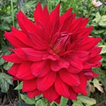 Hollyhill Red Funhouse Dahlia Tubers For Sale
