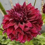 Spartacus Dahlia Tubers For Sale