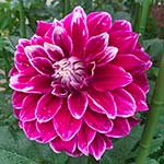 Uncle B Dahlia Tubers For Sale