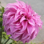 Vassio Meggos Dahlia Tubers For Sale