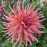 Wyn's Pinking Of You Dahlia Tubers For Sale