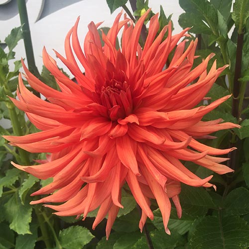 Ernst Hilscher Dahlia