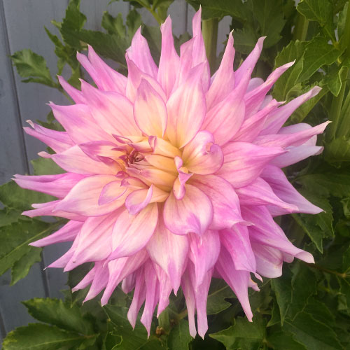 Big Dahlias Mingus Wesley Large Dahlia Tubers