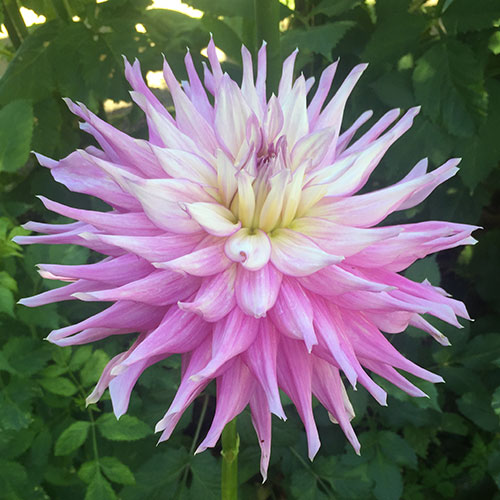 Big Dahlias Mingus Wesley Large Dahlia Tubers