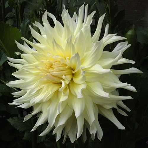 Wyn's Farmer John Dahlia