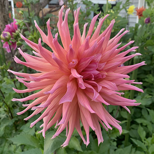 Wyn's Pinking Of You Dahlia