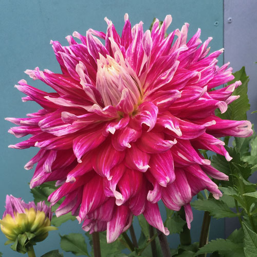 Big Dahlias: Grand Finale Giant Dahlia Tubers