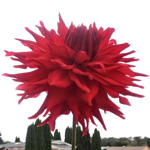 Big Dahlias: Holly Huston Large Dahlia Tubers