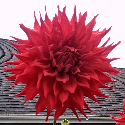 Big Dahlias: Holly Huston Large Dahlia Tubers
