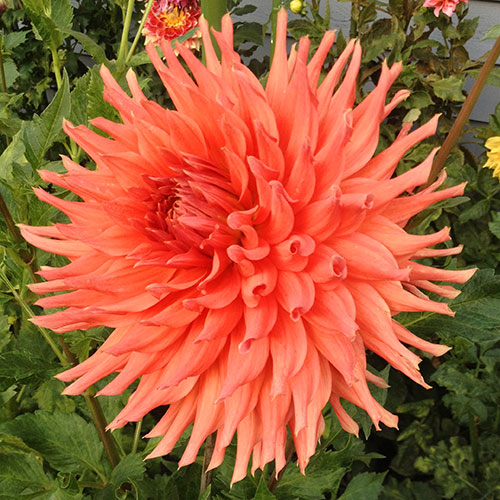 Hollyhill Electra Dahlia