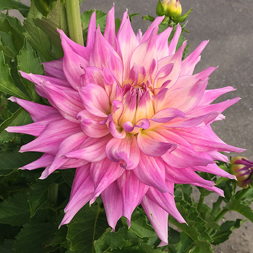 Big Dahlias Mingus Wesley Large Dahlia Tubers