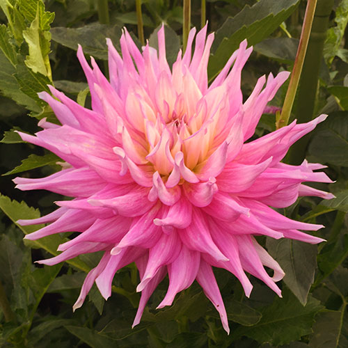 Big Dahlias Mingus Wesley Large Dahlia Tubers