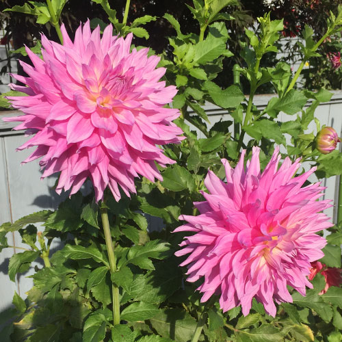 Big Dahlias Mingus Wesley Large Dahlia Tubers