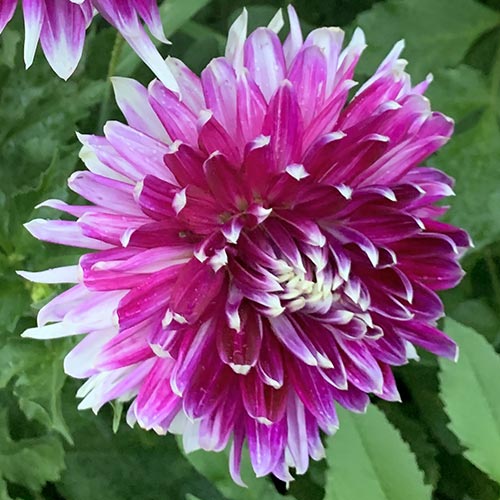 Big Dahlias Vancouver Large Dahlia Tubers